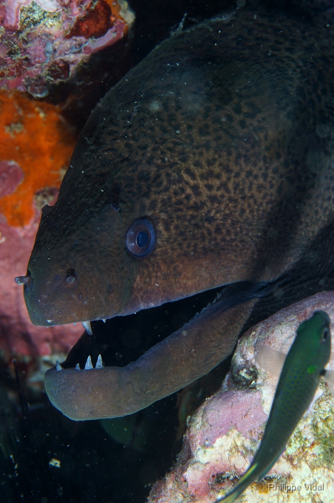 Birmanie - Mergui - 2018 - DSC02622 - Giant moray - Murene Javanaise - Gymnothorax javanicus.jpg